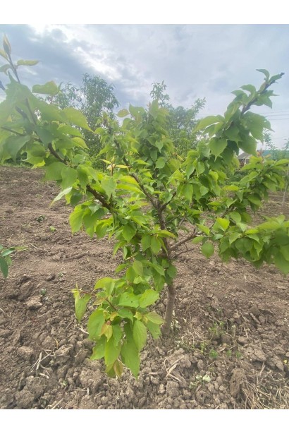 Prunus armeniaca ‘Perwais’